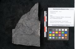 Foto (Objekt + Etikett) von Callipteris sp.  (NHMW-GEO-2024-0188-10924)